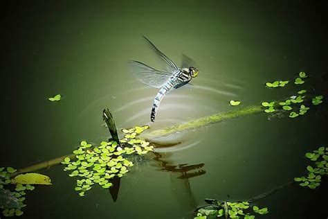 蜻蜓點水原因